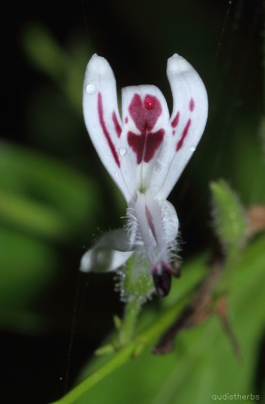 Andrographis panicultata flower3.jpg